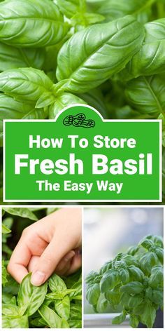 Storing Fresh Basil Leaves, How To Preserve Fresh Basil Leaves, How To Keep Basil Fresh How To Store, Storing Basil Leaves Fresh Herbs, How To Preserve Fresh Mint Leaves, How To Preserve Fresh Basil, How To Preserve Basil Leaves, Preserving Basil Leaves, How To Store Fresh Basil