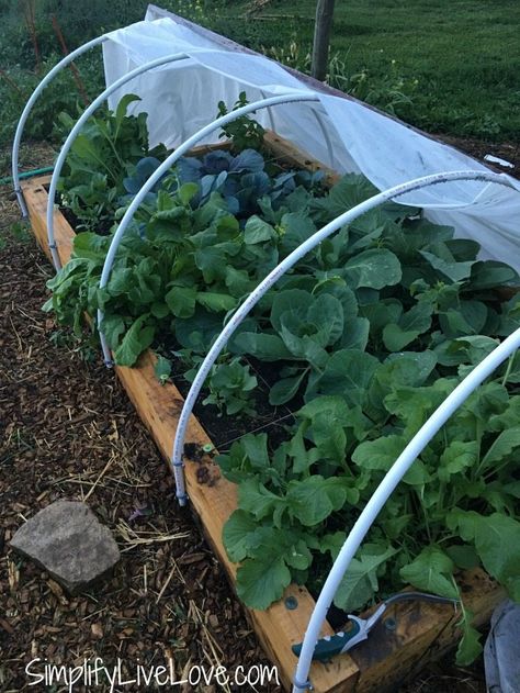 Fall Vegetables To Plant, Garden Prepping, Raised Garden Beds Diy, Covered Garden, Garden Greenhouse, Hydroponic Gardening, Seasonal Garden, Diy Garden Projects, Raised Bed