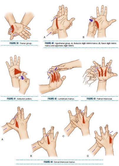 Hand Therapy Exercises, Body Massage Techniques, Bolesti Chrbta, Trening Sztuk Walki, Hand Reflexology, Massage Therapy Techniques, Physical Therapy Exercises, Hand Exercises, Yoga For Back Pain