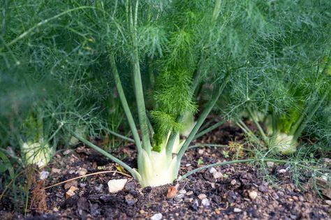 Why Fennel Is Really Bad For Your Garden – But You Should Grow it Anyway Growing Fennel, Gardening Tattoo, Vegetable Salads, Gardener Aesthetic, Fennel Pollen, Gardening Aesthetic, Foeniculum Vulgare, Vegetable Salad Recipes, Garden Tattoo