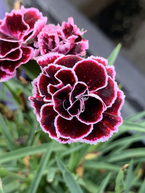 Odessa Pierrot Dianthus (Perennial) Dianthus Perennial, Mother Of The Bride Inspiration, Dianthus Flowers, Sweet William, Nothing But Flowers, Carnation Flower, Flower Therapy, Edible Flowers, Odessa