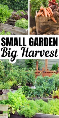 Small Vegetable Garden Ideas, Small Vegetable Garden, Garden Ideas Small, Funny Vine, Vegetable Garden Ideas, Jardim Diy, Small Vegetable Gardens, Small Garden Ideas, Garden Vegetable