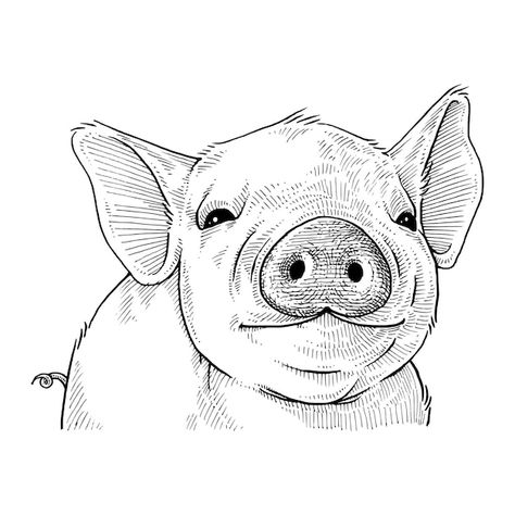 Vector cute pig hand drawn illustration | Premium Vector #Freepik #vector #cartoon-art #doodle-illustration #pig-illustration #cartoon-sketch Pig Drawing Easy, Pig Sketch, Animal Features, Arte Aesthetic, Pig Drawing, Art Eras, Pig Illustration, Animal Drawings Sketches