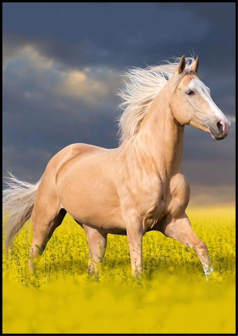 Blonde horse Ur Birth Month, Blonde Horse, Miniature Ponies, Cai Sălbatici, Palomino Horse, Horse Books, Horse Wallpaper, Horse Pattern, All The Pretty Horses