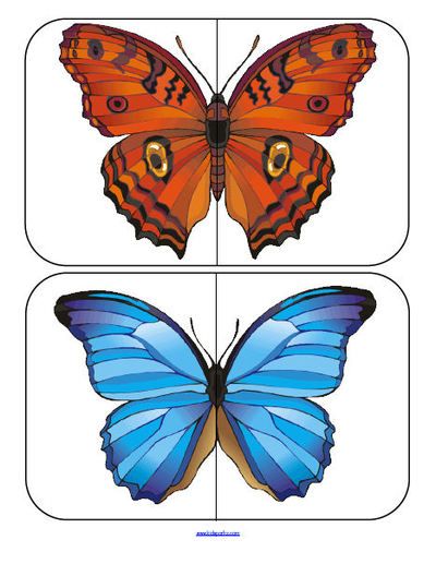 Set of realistic butterflies 2-piece puzzles to match.  Develop the concept of symmetry. Butterfly Process, Butterflies Preschool, Symmetry Butterfly, Parts Of A Butterfly, Insect Puzzle Printable, Butterflies Theme, Butterfly Games, Games For Preschool, Butterfly Puzzle