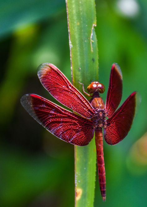 My Best Shots From Sabah – Borneo | Bored Panda Dragonfly Images, Red Dragonfly, Dragonfly Photography, Dragonfly Photos, Dragon Flys, Cool Insects, Plant Study, Damselflies, Butterfly Dragon