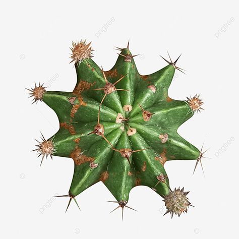 Star Cactus, Photography Png, Cactus Backgrounds, Cactus Png, Flowers Png, Green Cactus, Plant Photography, Simple Cartoon, Seamless Background