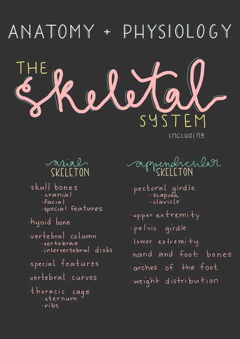 Anatomy and Physiology Notes that will help you ace your tests! They are aesthetically pleasing, well organized, and easy to understand.  This is a 9 page study guide that is a concise but in-depth outline of the skeletal system. Use these notes in addition to your own study materials to help you review and understand the skeletal system and its subdivisions. Included is information on both the axial and appendicular skeletons, along with their bones, functions, joints, special features, and labeled diagrams. Joints Of The Skeletal System, Skull Bones Anatomy Notes, Skeleton System Notes, Anatomy And Physiology Study Printables, Skeletal System Anatomy Notes, Skeleton System Anatomy, Integumentary System Notes, Human Anatomy And Physiology Notes, Skeletal System Notes