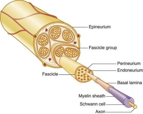 Nerve stimulation Peripheral Nerve Injury, Manual Muscle Testing, Muscle Testing, Peripheral Nerve, Lower Extremity, Nerve, Case Study, Anatomy