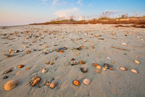 Pawley’s Island, South Carolina Pawleys Island South Carolina, Myrtle Beach State Park, Charleston Beaches, Bear Island, Pawleys Island Sc, Shell Island, Cumberland Island, Dauphin Island, Ocracoke Island