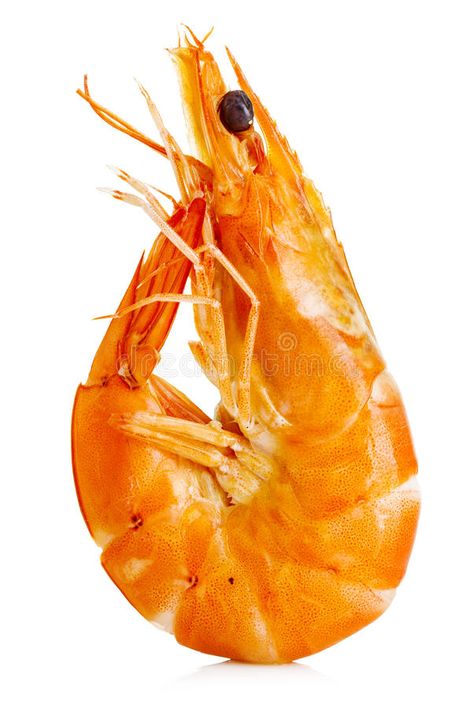 Prawn Fish Images, Shrimp Reference, Shrimp Image, Shrimp Picture, Shrimp Photography, Prawn Fish, White Shrimp, Tiger Shrimp, Raw Prawns