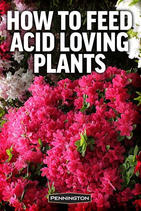 How To Make Acidic Soil, When To Fertilize Azaleas, Acid Loving Plants List, Plants That Like Acidic Soil, What To Plant With Azaleas, Azalea Care, Rhododendron Care, Gardenia Care, Azaleas Landscaping