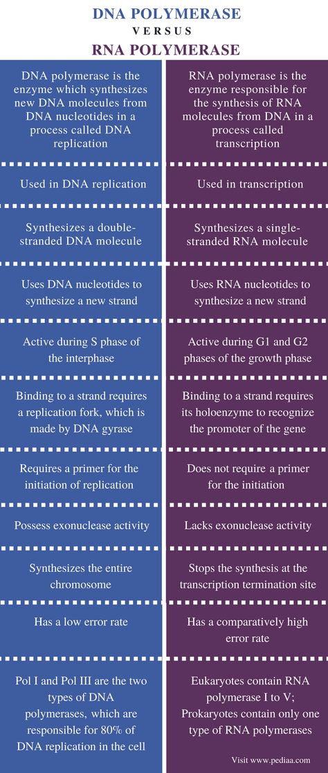 Difference Between DNA and RNA Polymerase - Comparison Summary Dna Quotes, Dna Notes, Dna Aesthetic, Dna Photography, Dna Lesson, Dna Wallpaper, Dna Poster, Dna Illustration, Dna Biology