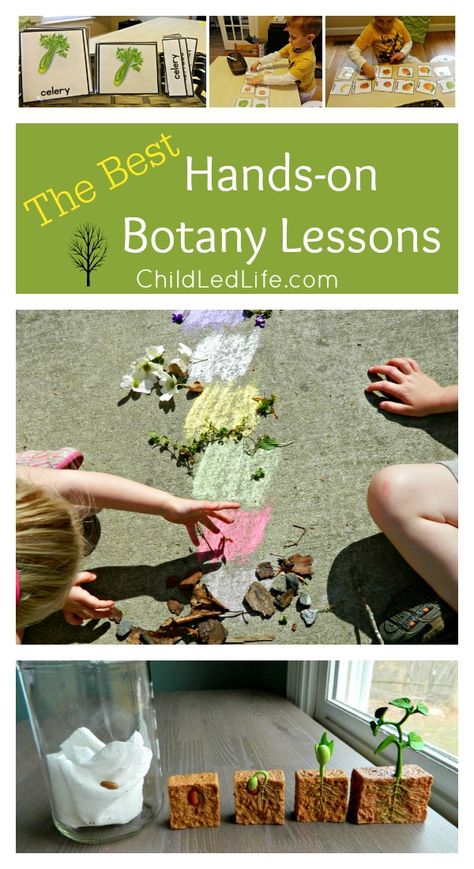 The Best Hands-on Botany Lessons - Child Led Life Montessori Outdoor, Botany Lessons, Montessori Science, Montessori Method, Montessori Lessons, Outdoor Exploration, Homeschooling Resources, Nursery Activities, Nature School