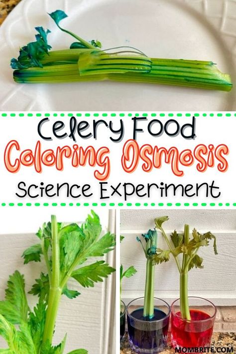 Celery Science Experiment, Celery And Food Coloring Experiment, Farm Theme Science Experiment, Vegetable Stem Activities, Celery Food Coloring Experiment, Farm Experiments For Preschool, Farm Themed Science For Preschool, Plant Science Preschool, Botany Science Experiments