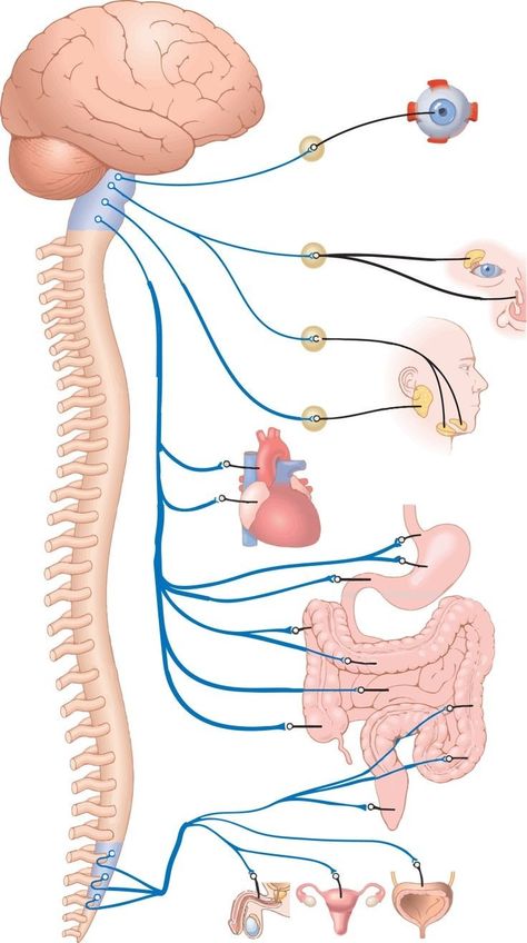 Anatomy Coloring, Nerve Anatomy, Nervus Vagus, Human Skeleton Anatomy, Anatomy Coloring Book, Anatomy Bones, Medical School Life, Basic Anatomy And Physiology, Nurse Study Notes