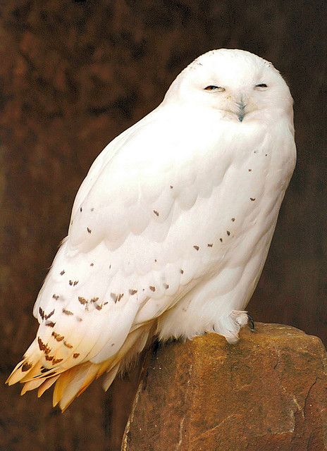 Snowy owl - that drowsy point between sleep and awake. Beautiful Owls, Snowy Owls, Bird Tattoos, Snow Owl, Owl Tattoo Design, Owl Photos, Owl Pictures, Beautiful Owl, White Owl