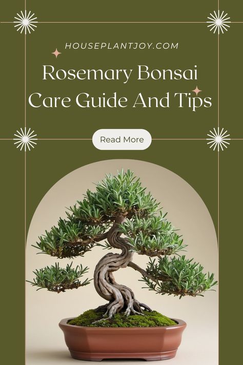 Rosemary, an unexpected but fantastic choice for bonsai. Tough and accustomed to pots, it thrives with frequent trimming. 🌿 #Bonsai #Rosemary #HerbGardening Bonsai Rosemary, Rosemary Bonsai, Oregano Plant, Bonsai Care, Bonsai Plants, Herb Garden, Ikebana, Oregano, Rosemary