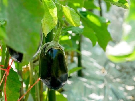 Does Eggplant Need a Trellis? (Quick Answers) Eggplant Trellis, Climbing Trees, Tomato Cages, Eggplant, Peppers, Tomatoes, Climbing, Bugs, Vines