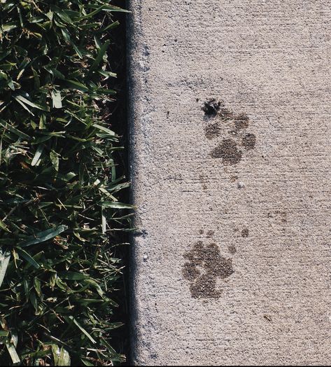 Dog pawprings aesthetic dogs puppies photography Dog Paws Aesthetic, Pet Aesthetic Dog, Dog Paw Aesthetic, Paw Print Aesthetic, Paw Aesthetic, Cosmic Feelings, Aesthetic Dogs, Puppies Photography, Puppy Paw Prints