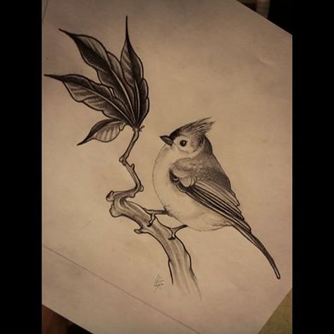 Tufted Titmouse tattoo Mésange bicolore tattoo Bird On A Limb Tattoo, Titmouse Bird Tattoo, Tufted Titmouse Tattoo, Titmouse Tattoo, Wv Tattoo, Titmouse Bird, Tufted Titmouse, Cute Tats, Owl Tattoo Design