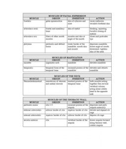 table of muscle origins and insertions. #anatomy #study #college #cool Study College, Tight Hip Flexors, Musculoskeletal System, Muscular System, Psoas Muscle, Muscle Anatomy, Anatomy Study, Study Help, Sports Medicine