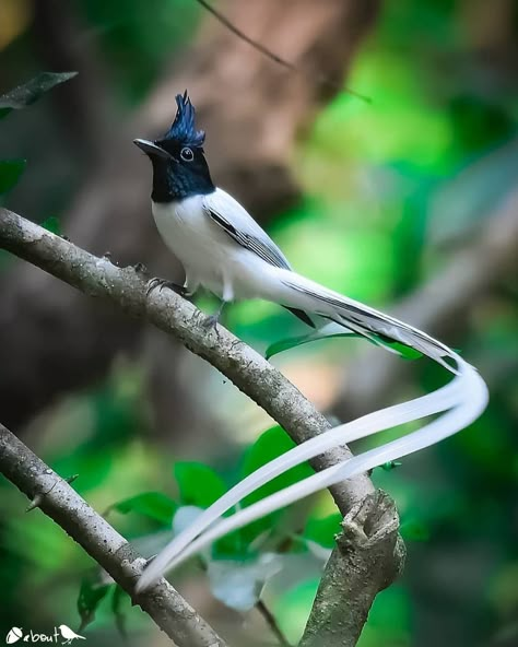 Indian Paradise Flycatcher (Terpsiphone paradisi), India 🇮🇳 ✨ . 📷 Photographer: @shrikrishnamagdum 📸 . . Flycatcher Bird, Paradise Flycatcher, Most Beautiful Birds, Airbrush Art, Exotic Birds, Pretty Birds, Nature Images, Birds Of Paradise, Exotic Pets