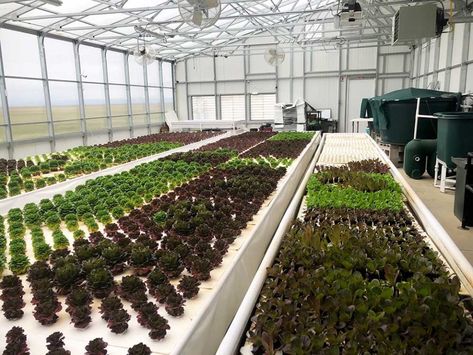 Commercial Aquaponics, Passive Solar Greenhouse, Barn Dominium, Aquaponics Greenhouse, Greenhouses For Sale, Solar Greenhouse, Commercial Greenhouse, Dome Greenhouse, Large Greenhouse