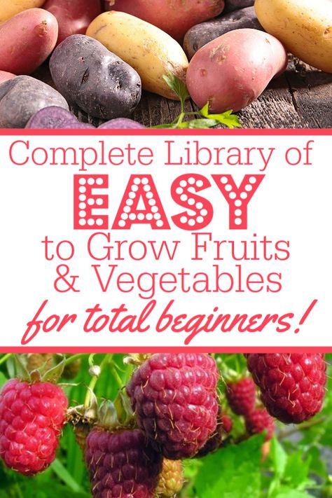 13 Easy To Grow Fruits & Vegetables for Absolute Beginning Gardeners - A Country Girl's Life Best Fruits And Vegetables To Grow, What Should I Grow In My Garden, Easy Foods To Grow, How To Grow Your Own Vegetables, Tomatoe Gardening Ideas, Small Beginner Garden, How To Start A Raised Bed Garden, Garden How To, Easiest Food To Grow