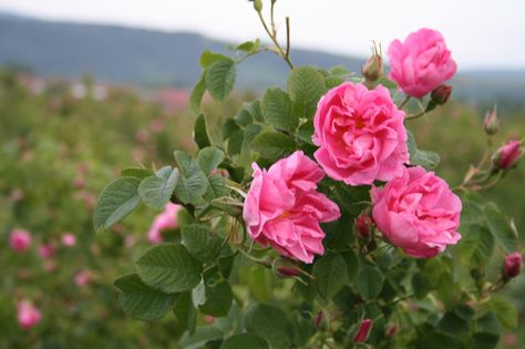 Rosa Damascena, Blue Glass Bottles, Bulgarian Rose, Amber Glass Bottles, Rose Essential Oil, Flower Oil, The Festival, Beauty Essentials, Natural Organic