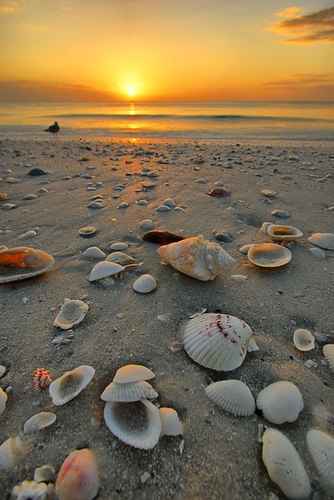 12 Beautiful Shelling Beaches In Florida - Florida Trippers Marco Island Beach, Best Beach In Florida, Planters Peanuts, Shell Island, Honeymoon Island, Pretty Beach, Pensacola Beach, Marco Island, Photography Beach