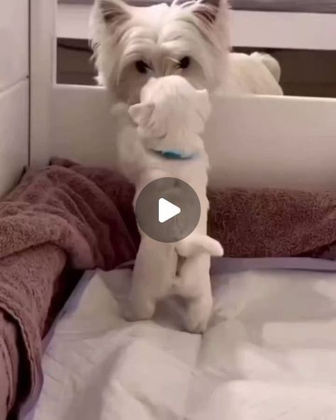 Westy Dogs, Puppy Videos Cutest, Funny Westies, Silly Puppy, Cute Doggies, Puppies Cutest, Cute Dog Videos, Cute Fluffy Puppies, Puppy Videos