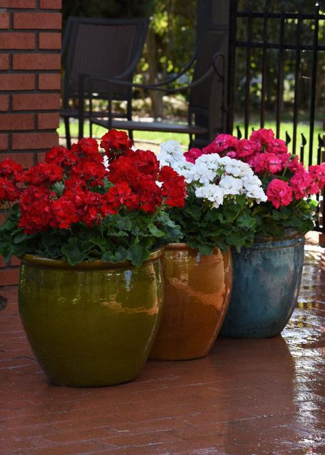 Geranium Care, Easiest Flowers To Grow, Hydrangea Potted, Outdoors Ideas, Potted Geraniums, Geranium Plant, Potted Plants Outdoor, Easy Plants To Grow, Potted Flowers