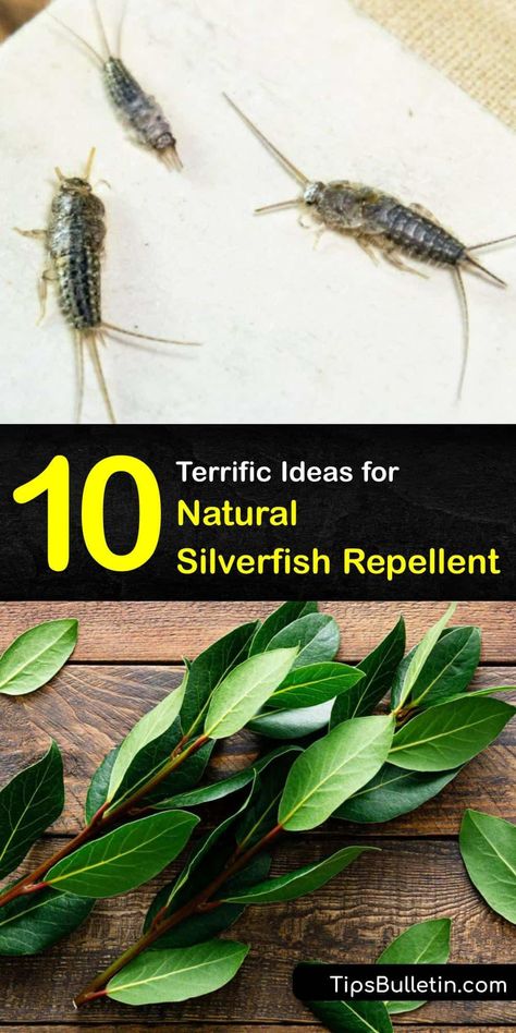 Silverfish control is easier than you think with our tips. Learn what attracts silverfish and how to repel silverfish naturally. We have in-depth tutorials with simple ingredients like essential oil and boric acid to help you stop silverfish from taking over. #repellent #silverfish #natural How To Get Rid Of Silverfish Home, Silver Fish How To Get Rid Of, How To Get Rid Of Silverfish Naturally, How To Get Rid Of Silverfish, Silver Fish Bug, Silverfish Repellent, Get Rid Of Silverfish, Recycle Furniture, Diy Citronella