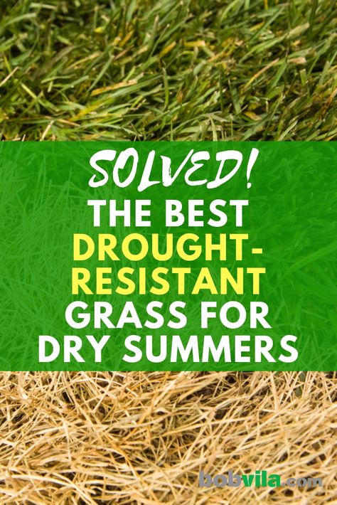 Solved! The Best Drought-Resistant Grass for Dry Summers Drought Resistant Landscaping Front Yard, Best Grass Seed Lawn, Best Grass For Shade, Zoysia Grass Seed, Drought Resistant Grass, Drought Tolerant Grass, Best Grass Seed, Grass Alternative, Zoysia Grass