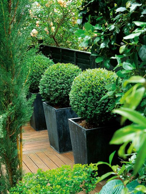 Large flower pots can add dramatic style to your garden. Boxwood Planters, Boxwood Landscaping, Large Garden Pots, Ideas Terraza, Taman Diy, Black Fence, Tanaman Pot, Beautiful Front Doors, Hgtv Garden