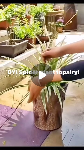 Spider Plant Topiary, Plant Topiary, Easy Floral Arrangements, Spider Plant Babies, City Kitchen, Topiary Diy, Topiary Plants, Hosta Gardens, Topiary Garden