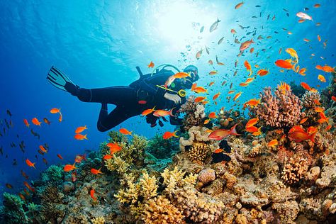 Scuba Diving Photos, Download Free Scuba Diving Stock Photos & HD Images Andaman Tour, شرم الشيخ, Andaman Islands, Fauna Marina, Marsa Alam, Best Scuba Diving, Country Holiday, Diving Center, Scuba Diver