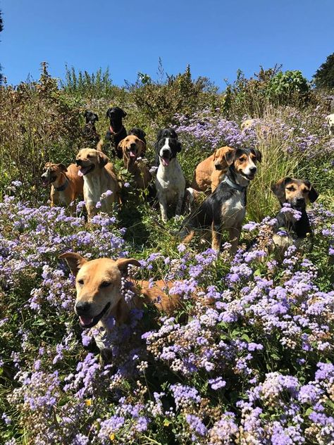 Dogs On Adventures, Dogs In Garden, Rescue Dog Aesthetic, Dog Rescue Aesthetic, Animal Sanctuary Aesthetic, Dog Sanctuary Ideas, Animal Sanctuary Ideas, Fostering Animals, Fostering Dogs