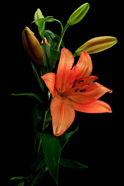 Sunday lily Tiger Lily Flowers, Day Lilies, Lily Plants, Airbrush Art, Bob Ross, Orange Flower, Tiger Lily, All Flowers, Lily Flower