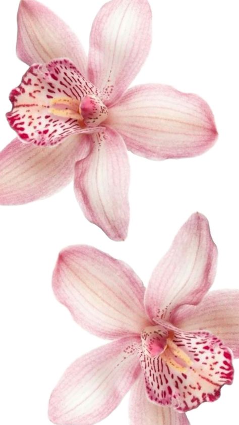 Orchids Wallpaper, Orchid Wallpaper, Flowers Orchids, Bedroom Wall Collage, Flowers Aesthetic, Flower Therapy, Art Wallpaper Iphone, Pretty Wallpaper Iphone, Art Collage Wall