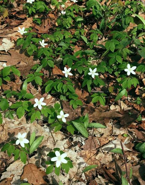 Forest Floor Plants | Trailside Museums and Zoo Deciduous Forest, Witchy Garden, Wood Anemone, Forest Plants, Floor Plants, Fairy Book, Forest Floor, Plant List, All About Plants