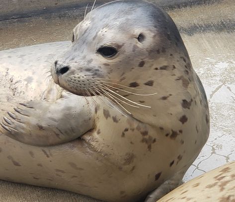 Seal Aesthetic, Club Drawing, Harbor Seal, Grey Seal, Harp Seal, Cute Seals, Seal Pup, Marine Biologist, Favorite Animals