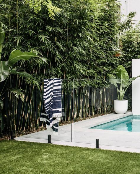 HARRISONS on Instagram: “This pleached Bamboo makes the perfect green boundary next to a small pool in this small backyard.” Landscaping Around Pool, Tropical Pool Landscaping, Pool Plants, Bamboo Trees, Outdoor Pool Area, Tropical Garden Design, Swimming Pool Landscaping, Tropical Backyard, Pool Landscape Design