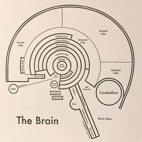 Biopsychology Aesthetic, Neurosurgery Aesthetic, Neuropsychology Aesthetic, Neuroscience Aesthetic, Brain Infographic, Brain Aesthetic, Brain Graphic, Psychology Notes, Psychology Studies