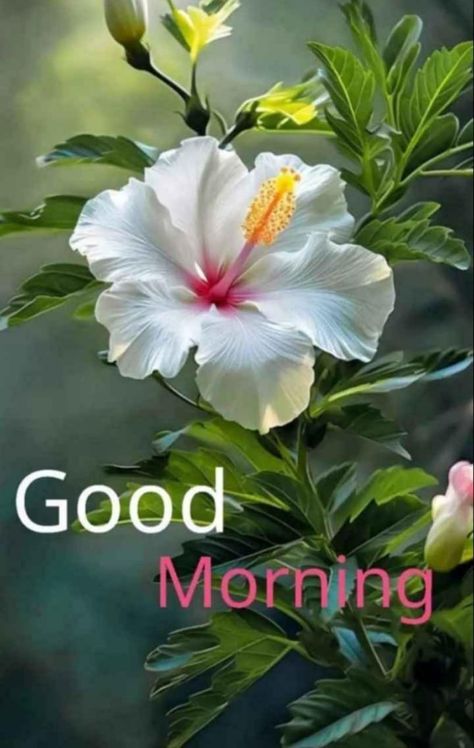 (2) WhatsApp Sweet Good Morning Images, Good Morning Posters, Happy Good Morning Images, Free Good Morning Images, Lovely Good Morning Images, Good Morning Flowers Rose, Sunshine Quotes, Good Morning Flowers Quotes, Good Night Flowers