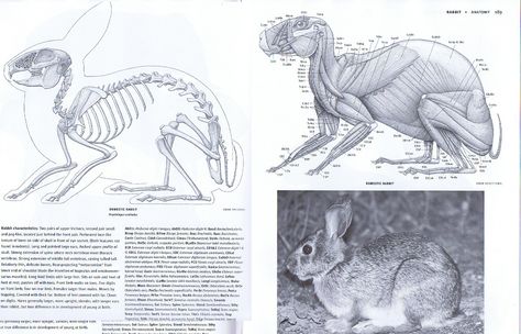 Dragon Biology, Rabbit Anatomy, Rabbit Skeleton, Rabbit Drawing, Animal Skeletons, Animal Anatomy, Animal Study, Anatomy For Artists, Cartoon Sketches