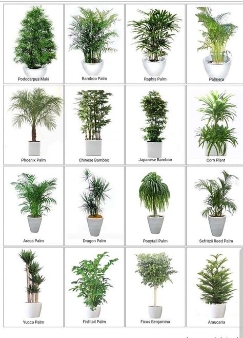 Plants Names, Small Flowering Plants, Indoor Palms, Air Cleaning Plants, Modern Hallway Ideas, Tropical Garden Design, Front Garden Landscape, Entrance Modern, Hanging Plants Indoor