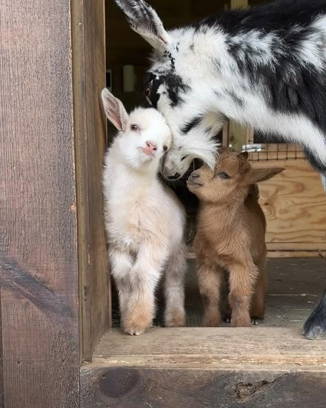 Mom goat and two baby goats in front of barn Baby Goats Aesthetic, Fluffy Goat, Baby Goat Pictures, Cute Baby Goats, Pet Goats, Farmhouse Animals, Mini Goats, Pygmy Goat, Cut Animals