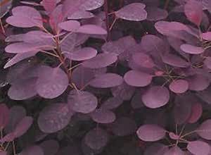 Purple Smoke Tree - Healthy - Established Roots - One Trade Gallon Plant - 1 Continus Coggygria, Seed Clusters, Shrubs For Borders, Cotinus Coggygria, Miracle Grow, Maroon Red, Tree Leaves, Royal Purple, Potting Soil